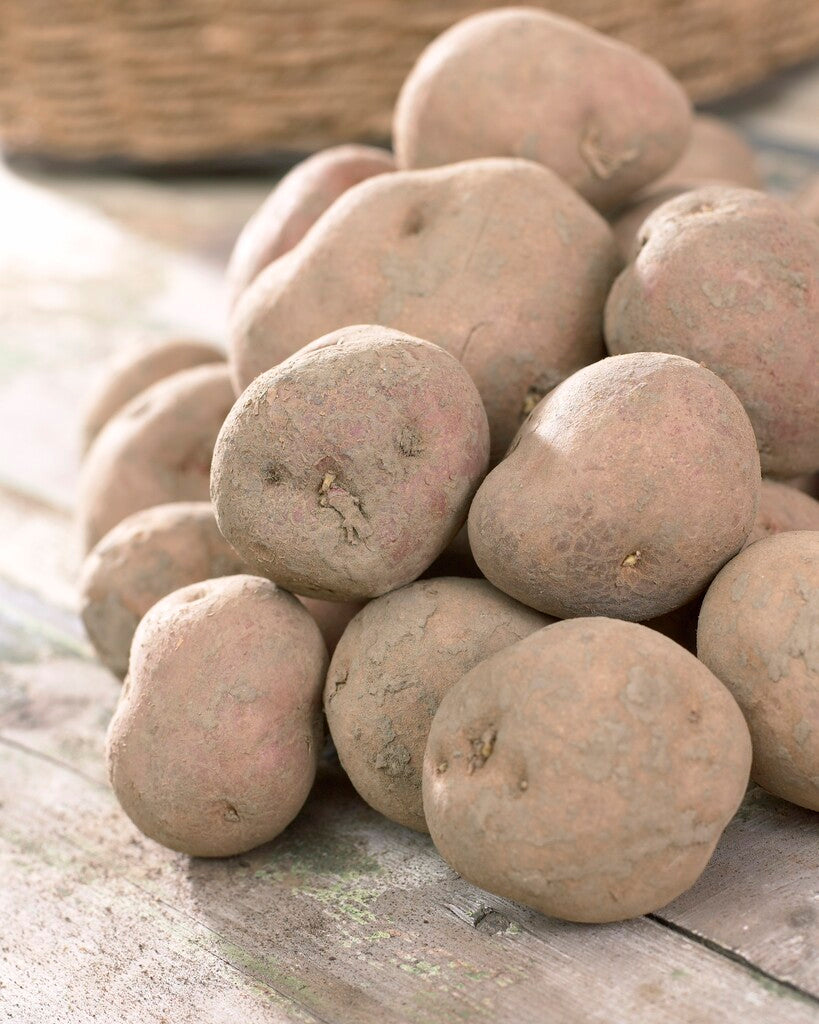 Potatis Irene 10-Pack